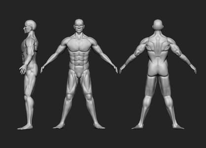 MaleHumanModel (A Pose)